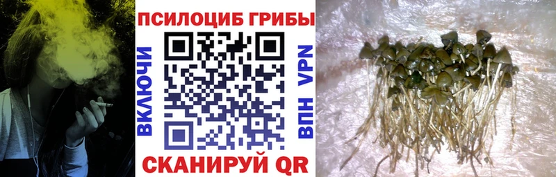 цена наркотик Североуральск Псилоцибиновые грибы Cubensis